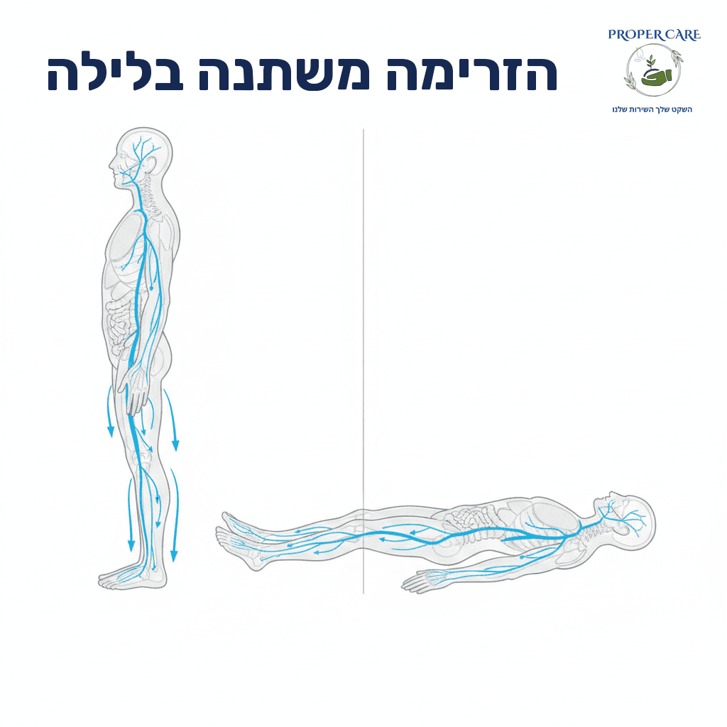 איור השוואתי של כיוון זרימת נוזלים בעמידה מול שכיבה